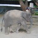 Thailand (152)